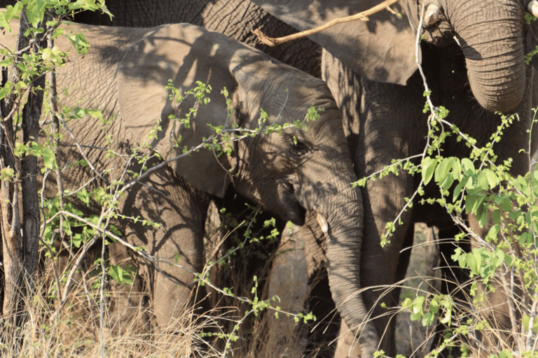Victoria Falls: Chobe National Park Day Trip with Lunch