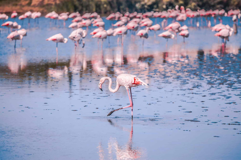Camargue - Pink Flamingo Day, Wine and Aigues-Mortes Camargue - Pink Flamingos, Wine, and Aigues-Mortes Day