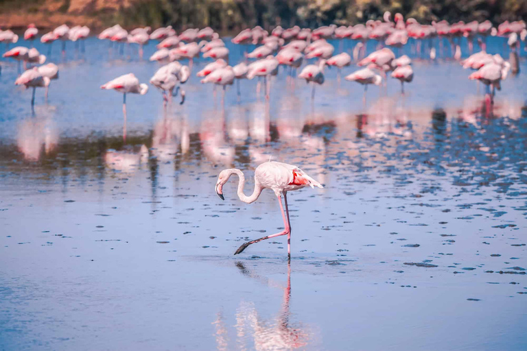 Camargue - Pink Flamingo Day, Wine and Aigues-Mortes Camargue - Pink Flamingos, Wine, and Aigues-Mortes Day