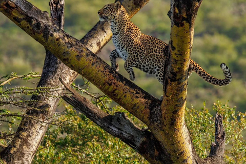 3 days Masai Mara with Giraffe Centre visit joining safari Upgrade your accommodation to lodge