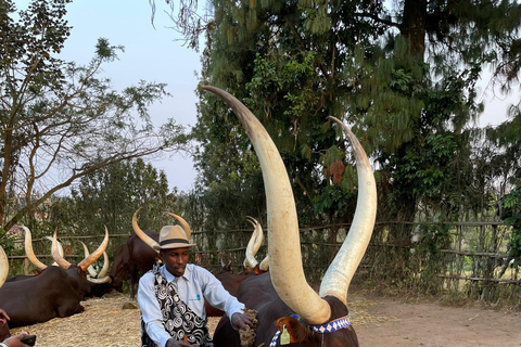 Kigali: King&#039;s Palace Museum &amp; Coffee Plantation Tour