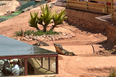 Agadir: Goats on Trees & Crocoparc Tour Goats on Trees & Crocoparc – Entry Ticket Included