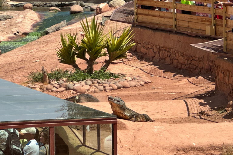 Agadir: Goats on Trees & Crocoparc Tour Goats on Trees & Crocoparc – Entry Ticket Included