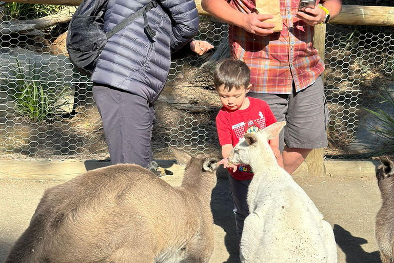 Vanuit Adelaide: Knuffel een Koala en historische Hahndorf Tour