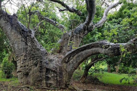 Mombasa: Jumba Ruins Tour with Hotel Pickup