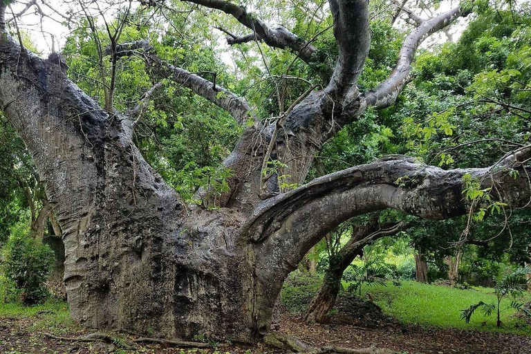 Mombasa: Jumba Ruins Tour with Hotel Pickup