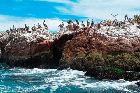 From Ica: Paracas Tour - Ballestas Islands