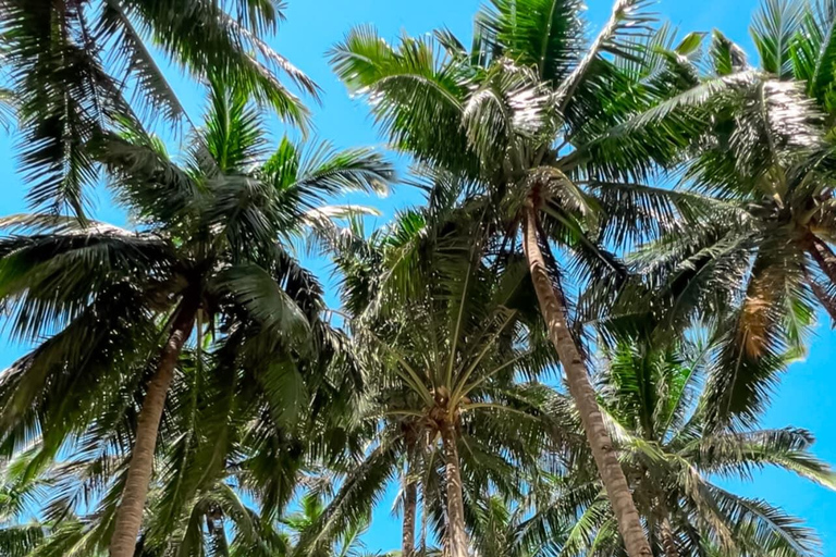 El Nido: Excursión a la Isla de la Serpiente y la Cueva con Almuerzo en la IslaEl Nido: Excursión por las islas de la Serpiente con almuerzo (Privado)