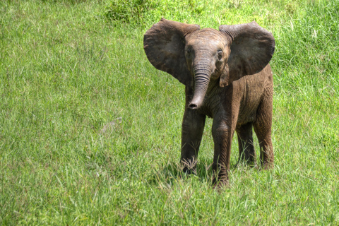 Z Zanzibaru: 8-dniowe safari w Tanzanii i wakacje na Zanzibarze