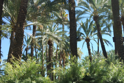 Depuis Alicante : visite du jardin botanique national