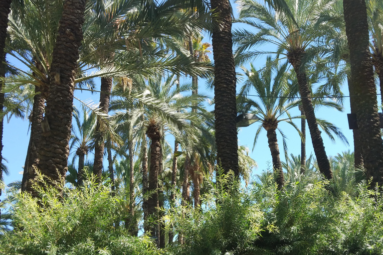 Desde Alicante: Excursión al Jardín Botánico Nacional