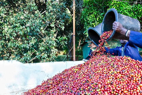 Nairobi: Fairview Coffee Estate Guided Tour with Tasting