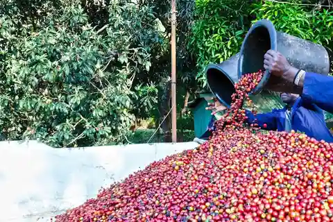 Nairobi: Tour guidato della tenuta del caffè Fairview con degustazione