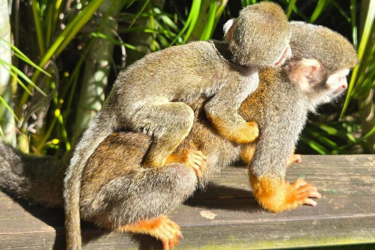 Puerto Plata: Monkeys, City Tour & Local Tastings