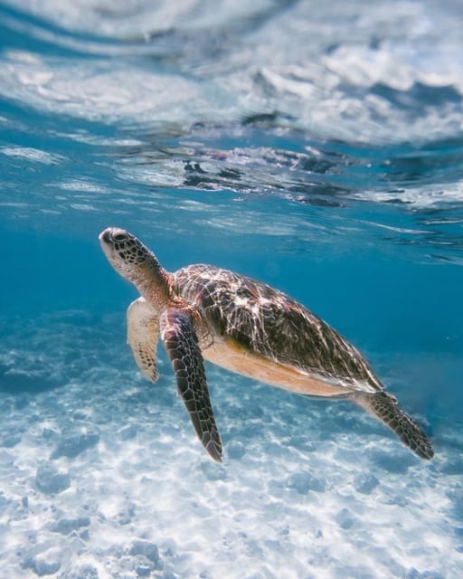 Blue Lagoon Snorkeling & Natural Salt Maker All inclusive | GetYourGuide