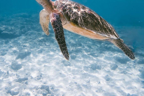 Oost-Bali : Snorkelen in de Blue Lagoon - All-InclusiveSnorkelen & Raften