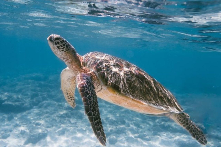 Bali Wschodnie: Snorkeling w Błękitnej Lagunie - All inclusiveNurkowanie z rurką i rafting