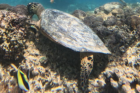 Gili island Snorkelling by private glass bottom boat