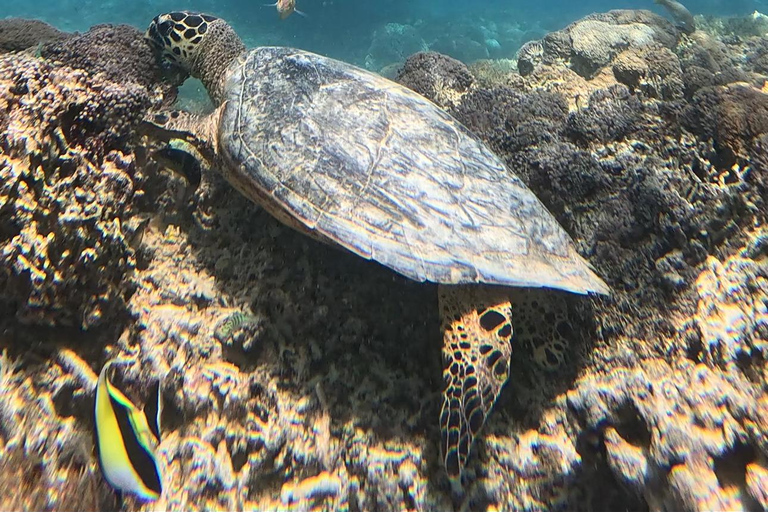 Gili island Snorkelling by private glass bottom boat