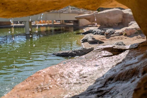 Djerba: Crocodiles, Guided Museum Tour & Free Souvenir