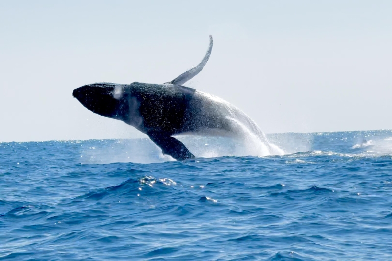 Puerto Escondido: Observation du dauphin et des baleines au lever du soleil