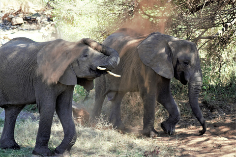 Arusha: 3-Day Safari to Tarangire, Ngorongoro, and Manyara