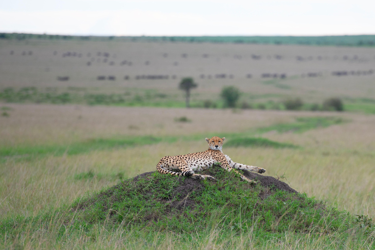 3-Day Ol Pejeta Safari with Chimpanzee Sanctuary