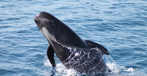 From Cádiz Bay: Tarifa Dolphin Watching Tour