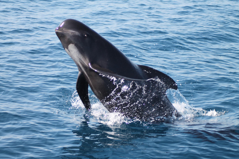 Desde la bahía de Cádiz: excursión para avistar delfines en Tarifa