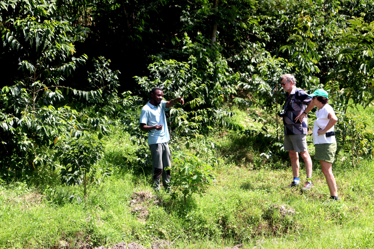 Coffee Experience and Royal Museum Tour in Rwanda