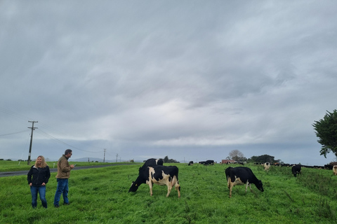 Sheep & Beef Working Farm Private Tour