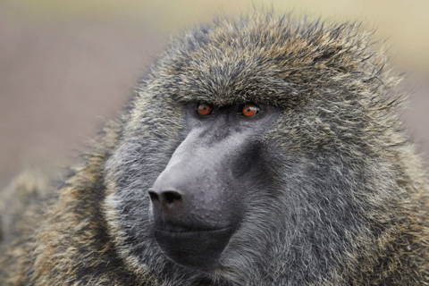 Äthiopien: 10-tägige Wildtier-Fototour mit Flügen