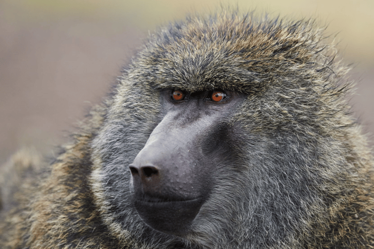 Äthiopien: 10-tägige Wildtier-Fototour mit Flügen