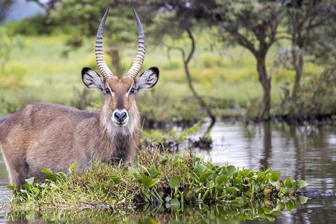 5 Days Group Serengeti, Ngorongoro & lake Manyara Safari