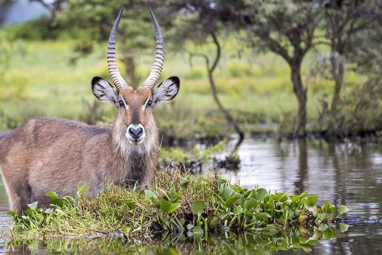 5 Days Group Serengeti, Ngorongoro & lake Manyara Safari