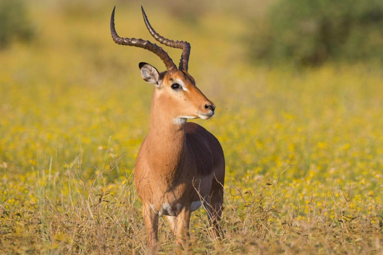 KwaZulu-Natal: Thanda Safari Private Game Reserve Tour