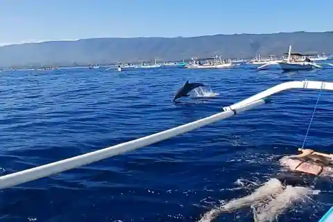 Lovina/BALI : ESPECIAL Observação de golfinhos, Natação, Snorkeling