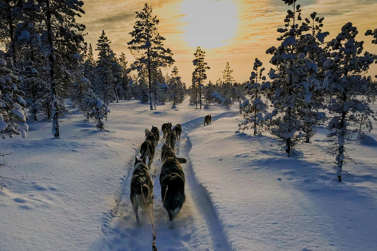 Hudiksvall: Dog Sledding Tour with Bonfire and Refreshment