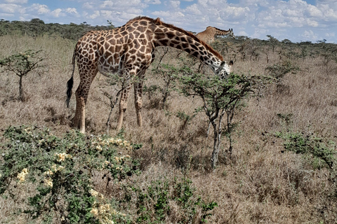 Nairobi: National Park Half-Day Trip with Pickup