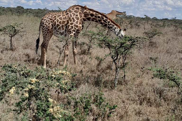 Nairobi: National Park Half-Day Trip with Pickup