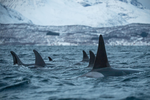 Desde Tromsø: Excursión nocturna de auroras boreales y avistamiento de ballenasDesde Tromsø: Excursión nocturna para ver auroras boreales y ballenas