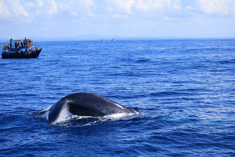 Mirissa: Excursión de avistamiento de ballenas desde Colombo o Negombo