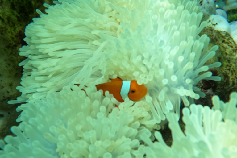 Koh Lanta: Koh Rok and Koh Haa Snorkeling Adventure