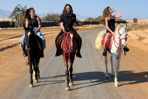 Sharm El Sheikh: Desert and Sea Horse Riding with Transfers