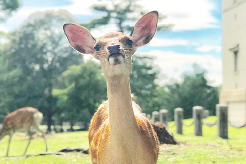 Osaka: Kyoto, Nara, Fushimi Inari, and Arashiyama Tour Japanese Service