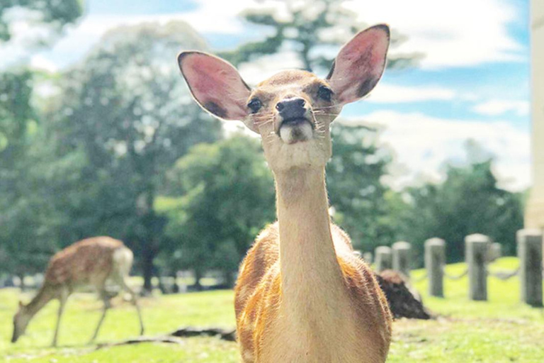 Osaka: Kyoto, Nara, Fushimi Inari, and Arashiyama Tour Japanese Service