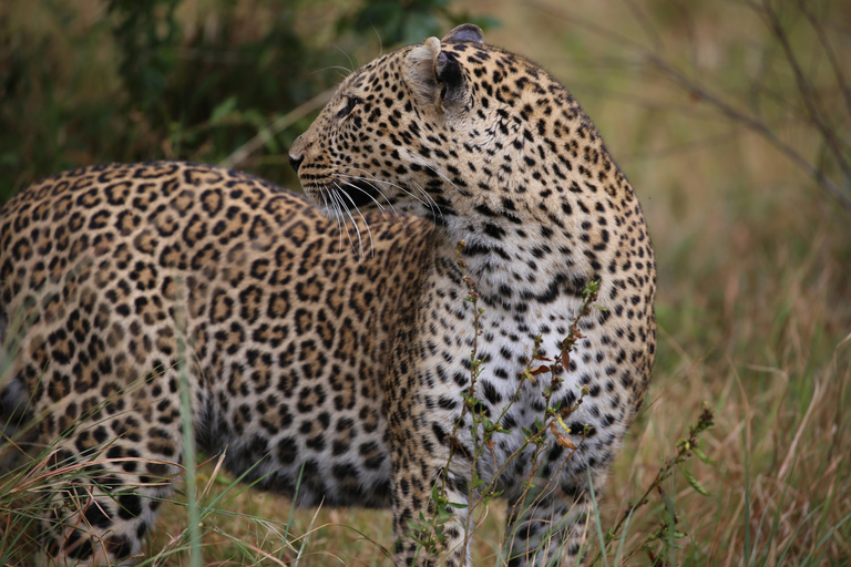 Demi-journée au parc national de Nairobi avec prise en charge gratuite