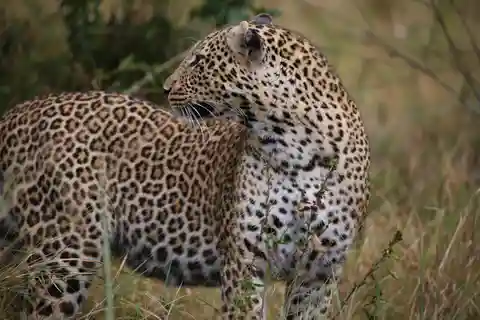 Half day Nairobi National Park with free pick up