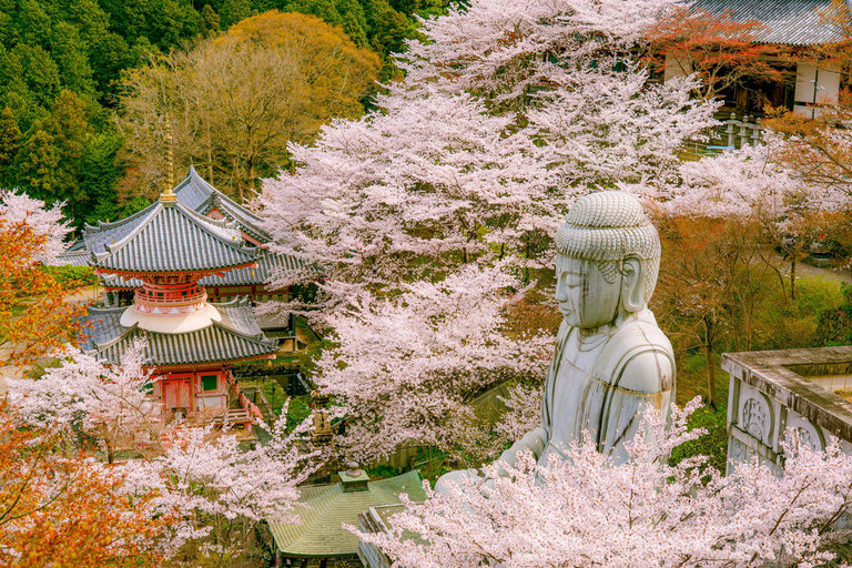 Nara Cherry Blossom Highlights Spring Day Tour from Osaka Shared Tour, Meet at Tsurutontan Soemoncho