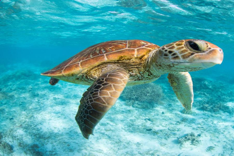 Bali: Private Snorkeling at Manta Point Nusa Penida Round Transfer Bali Island